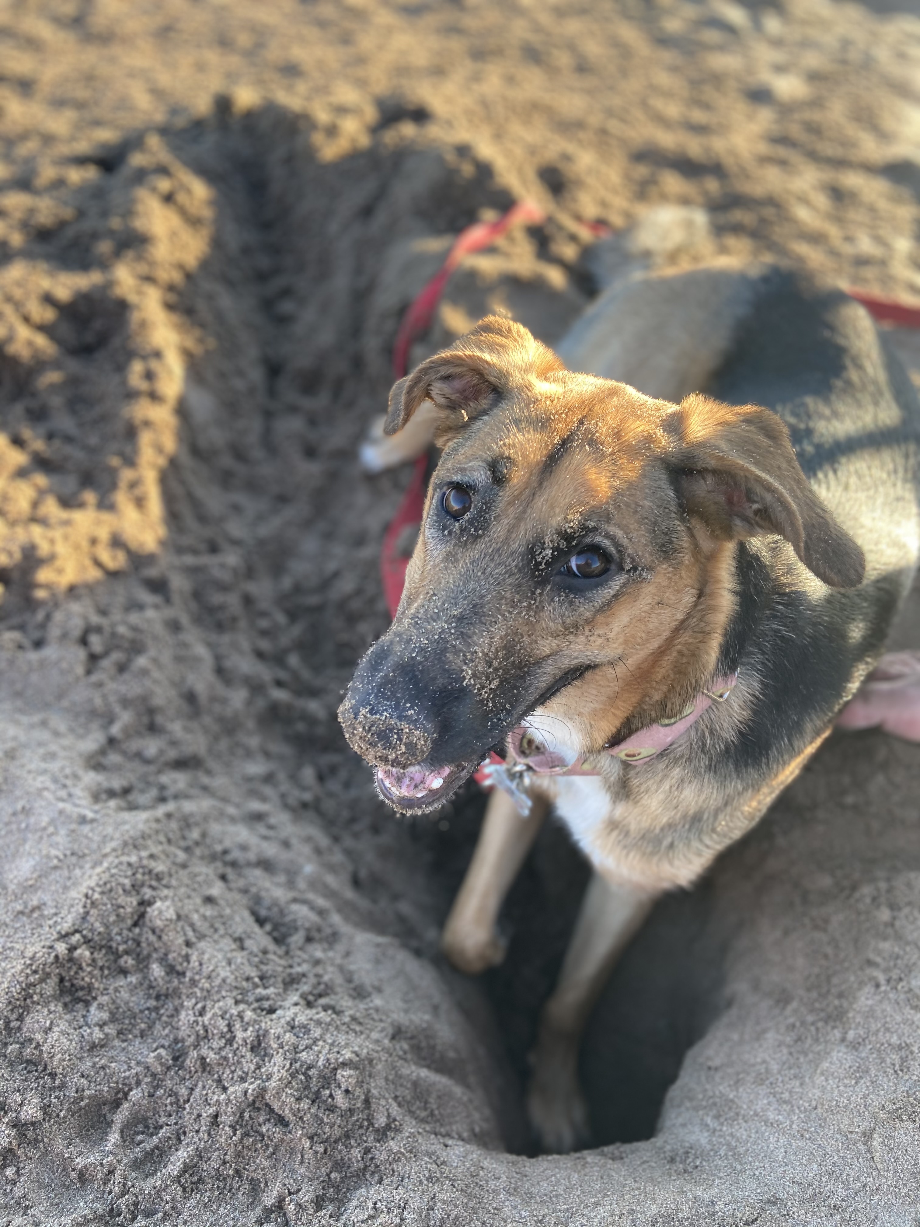 foto perro